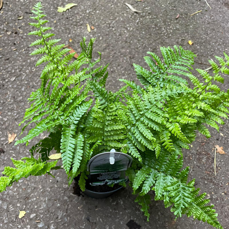 Dryopteris affinis 'Crispa' - S