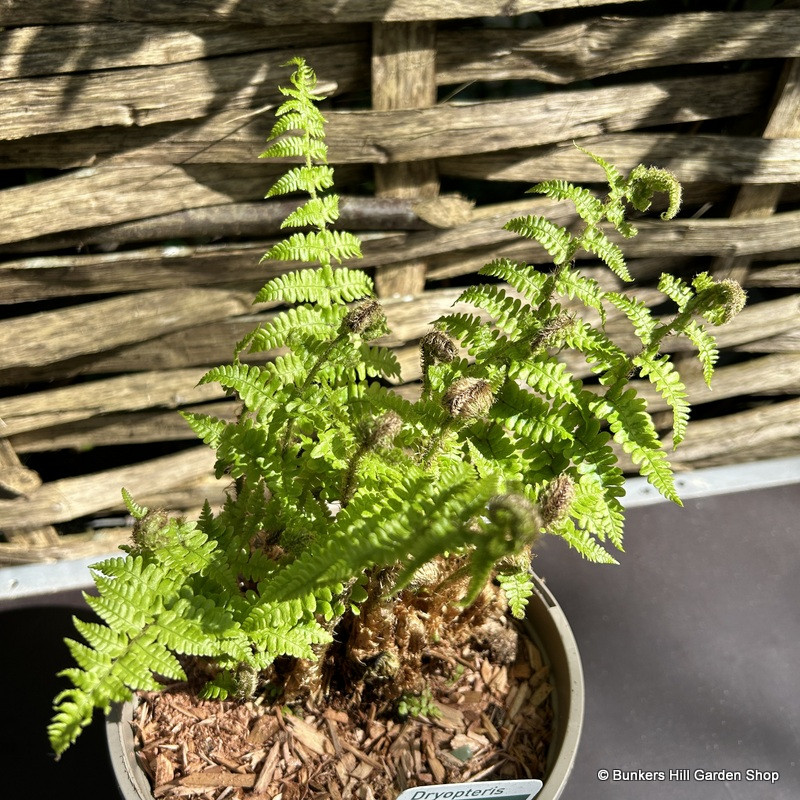 Dryopteris affinis 'Crispa' - S