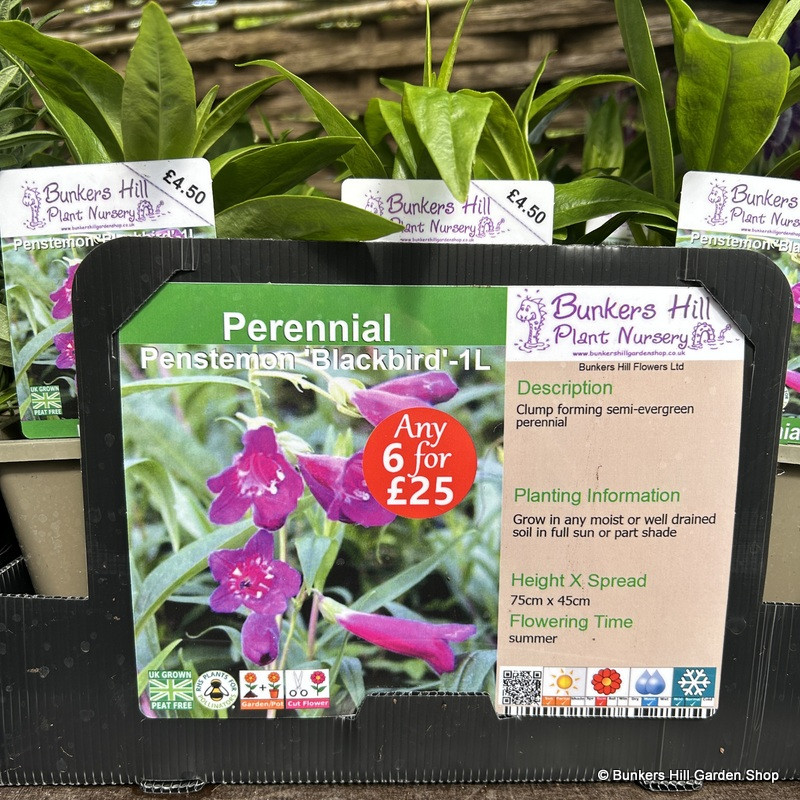 Penstemon 'Blackbird'-1ltr