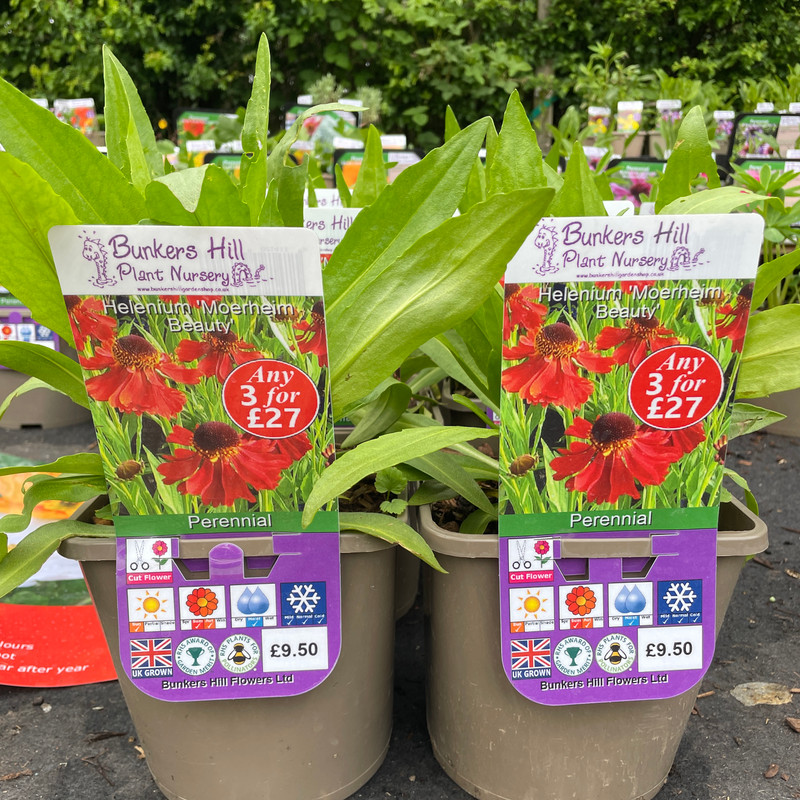 Helenium 'Moerheim Beauty' - 3ltr