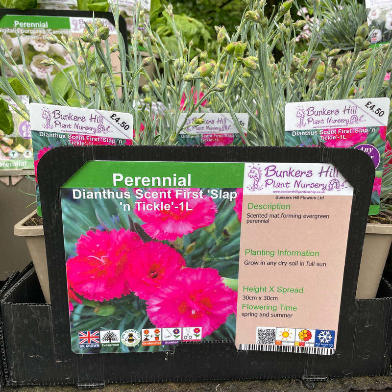 Dianthus Scent First 'Slap 'n Tickle' - 1ltr