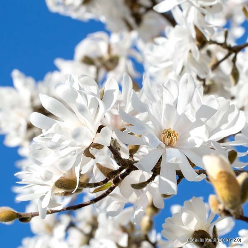 Magnolia stellata (Star Magnolia)