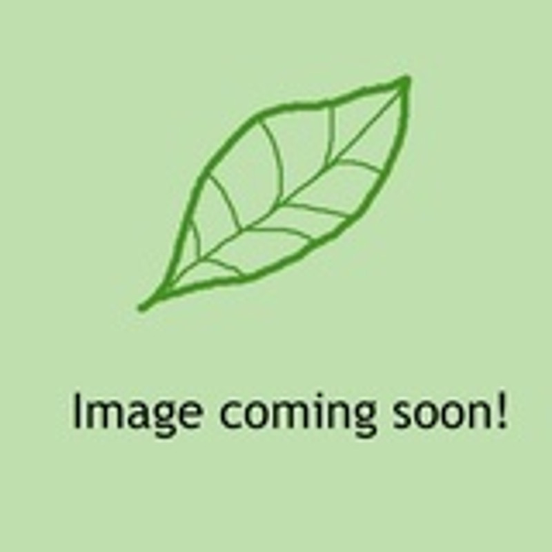 Calamagrostis x acutiflora 'Overdam' (5L)