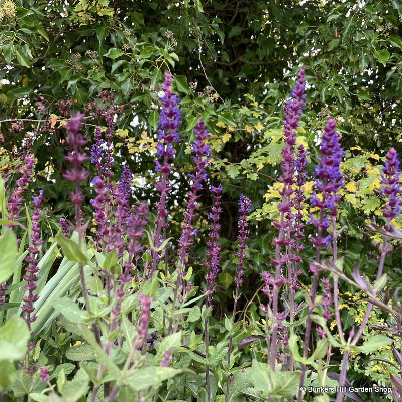 Salvia nemerosa 'Caradonna' (Balkan clary)