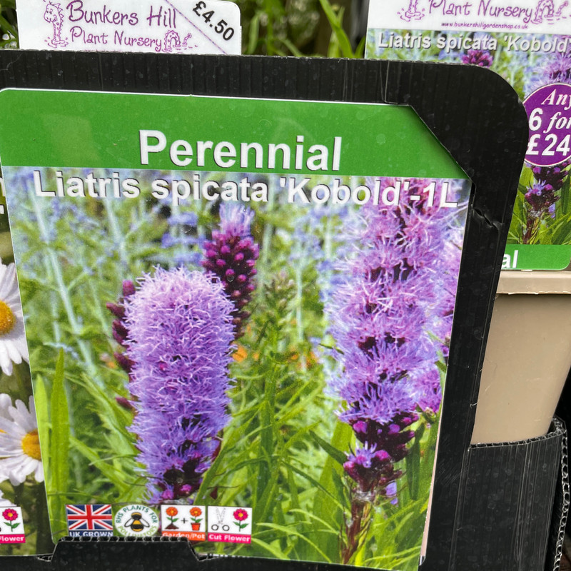 Liatris spicata 'Kobold' - 1ltr