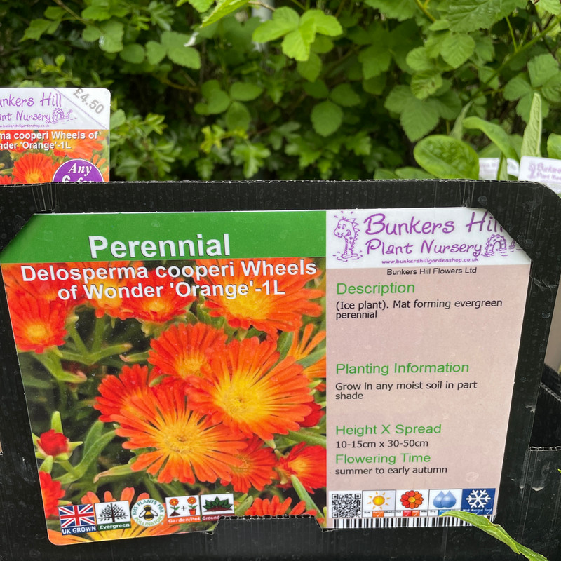 Delosperma cooperi 'Wheels of Wonder Orange' 1ltr pot