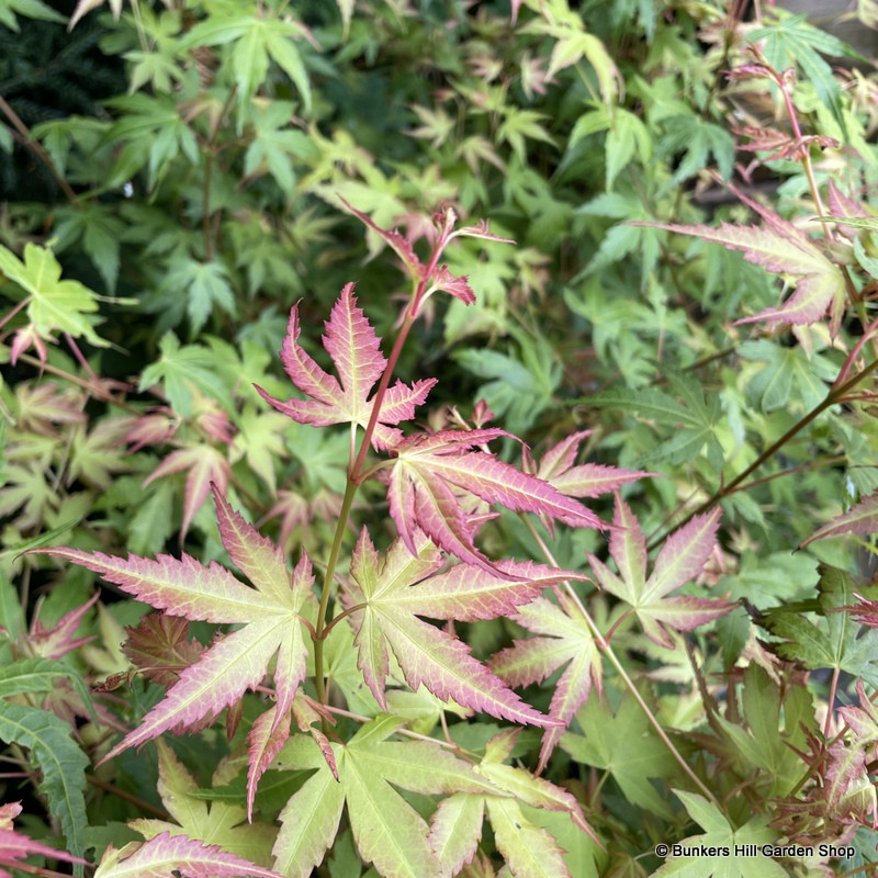 Acer Katsura (p09)