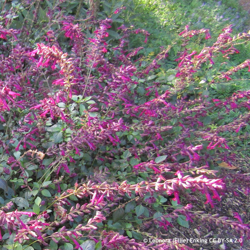 Salvia 'Love & Wishes'