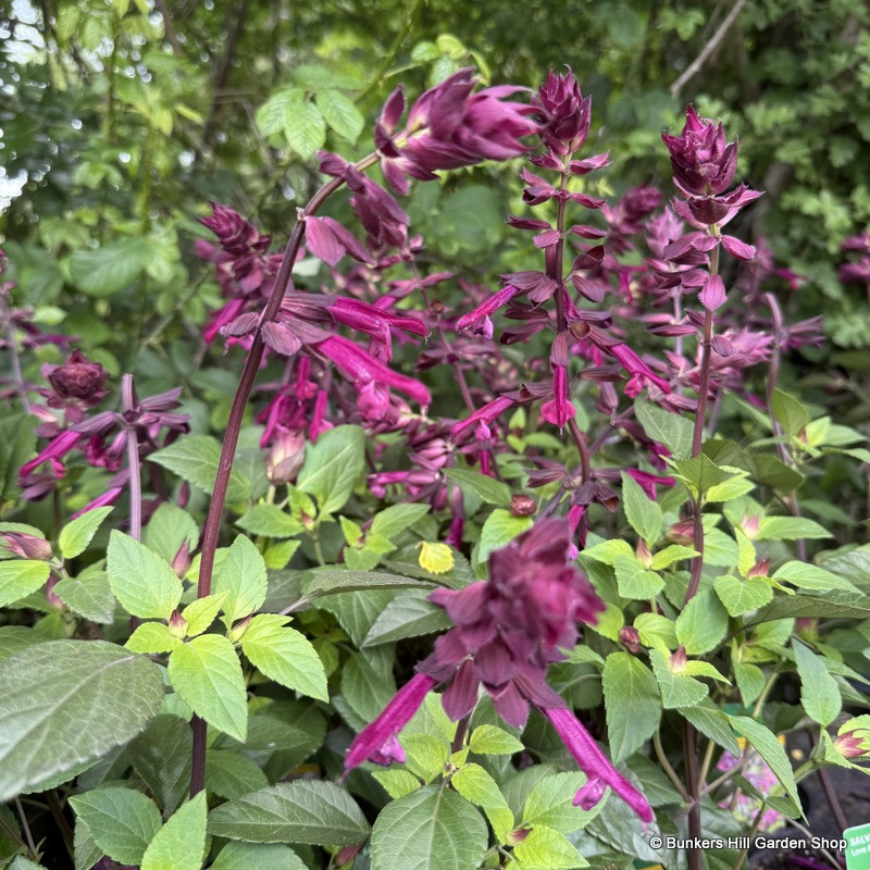 Salvia 'Love & Wishes'