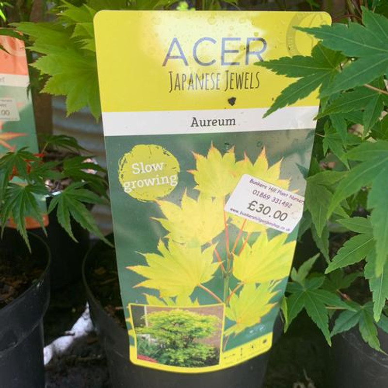 Acer shirasawanum 'Aureum' (p21)
