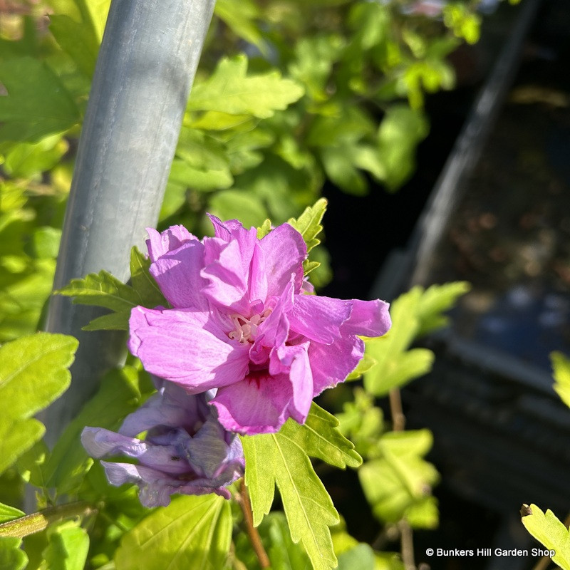 Hibiscus syr. 'Ardens'