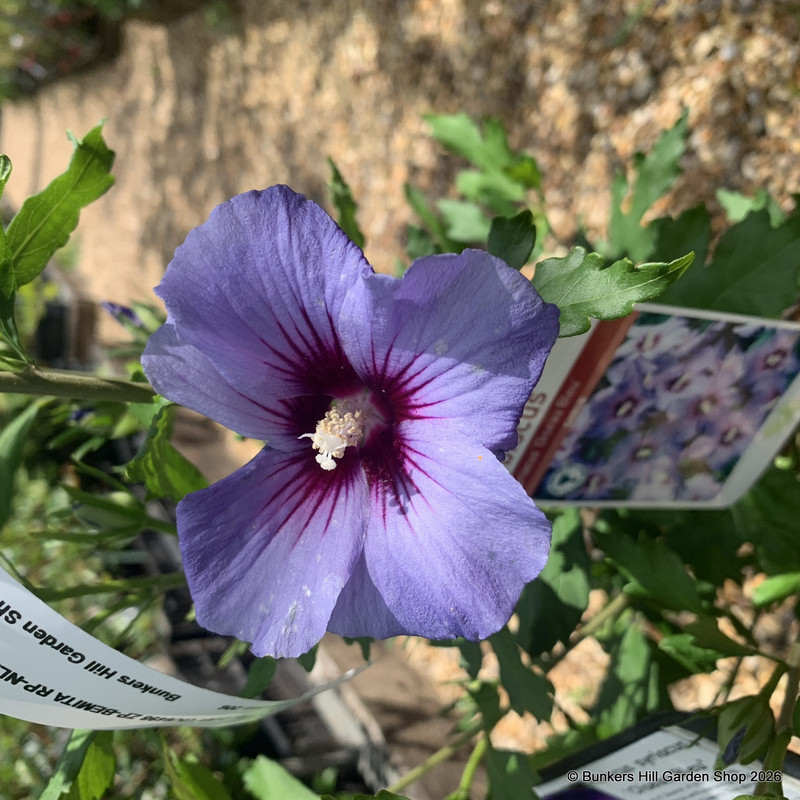 Hibiscus syr. 'Oiseau Bleu' (4L)