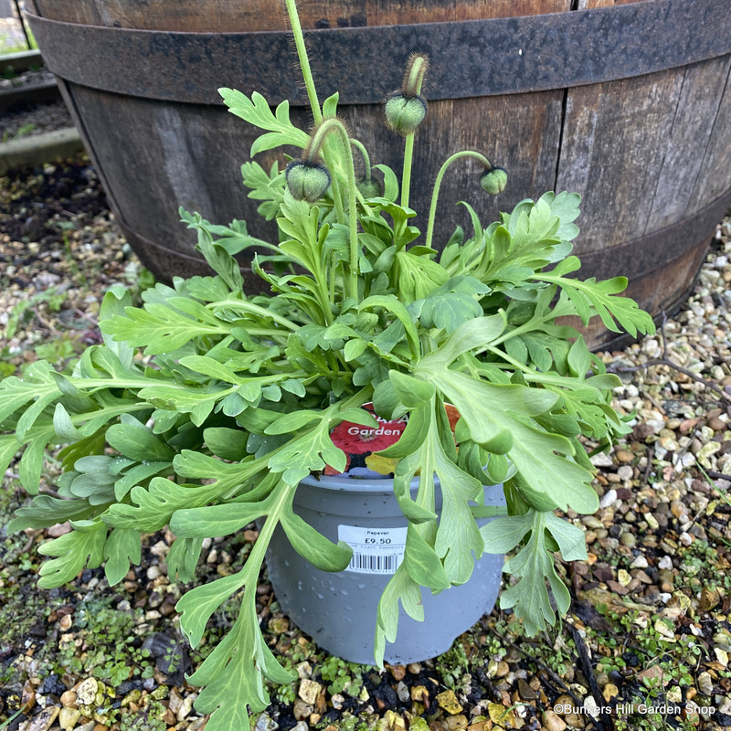 Papaver nudicaule mix  (3L) - Iceland Poppy