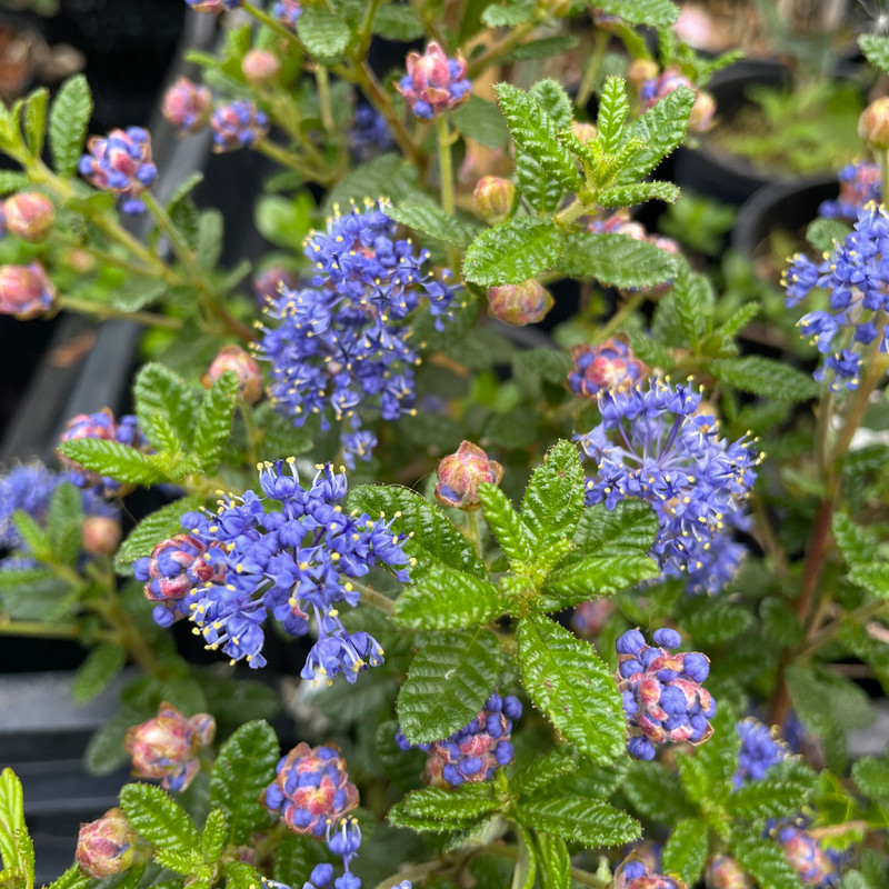 Ceanothus 'Puget Blue' (Californian Lilac) - 3ltr