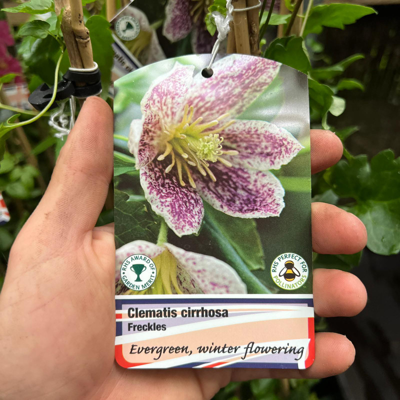 Clematis cirrhosa 'Freckles' 2L