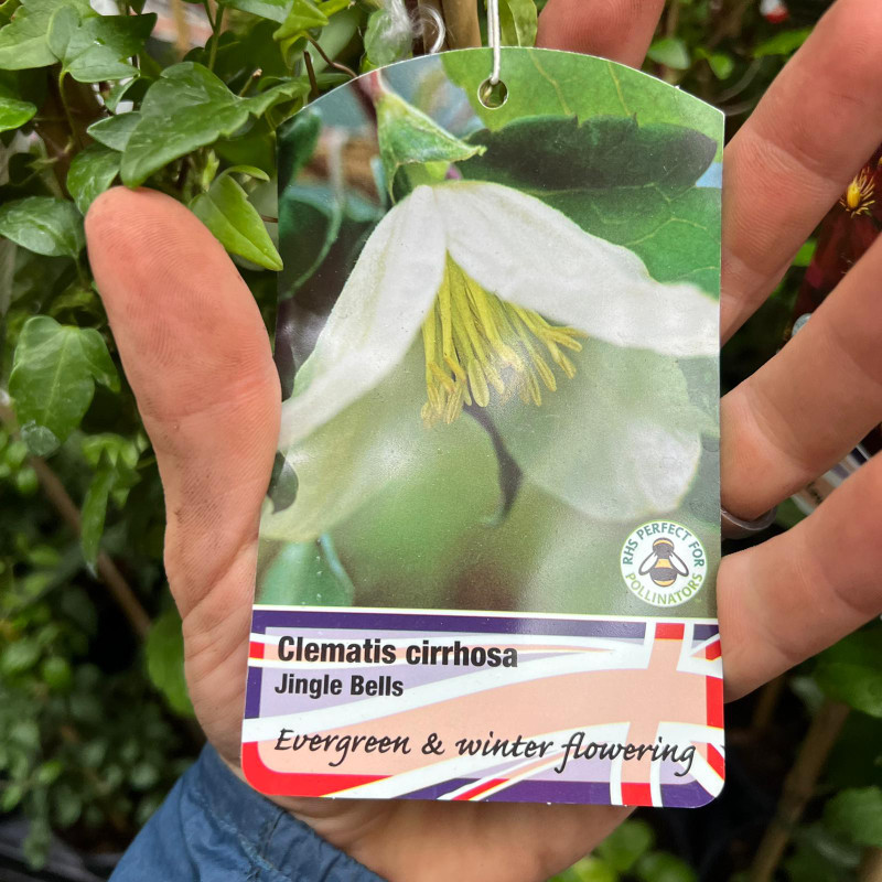 Clematis cirrhosa 'Jingle Bells' 2L