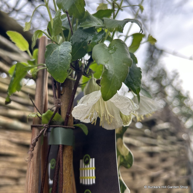Clematis cirrhosa 'Jingle Bells' 2L