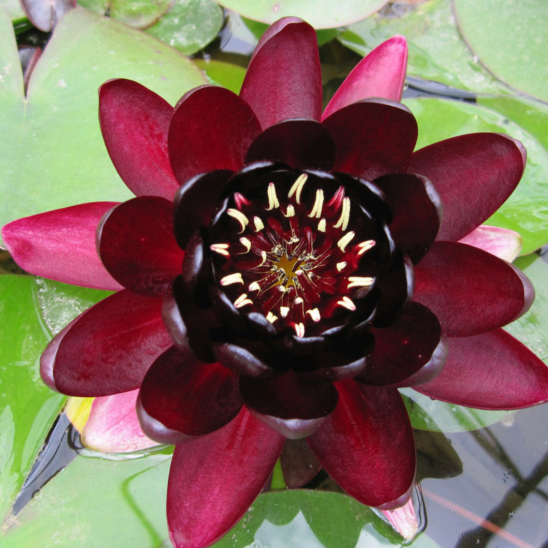 Nymphaea 'Black Princess' 3ltr