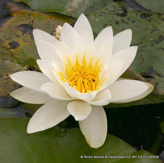 Nymphaea 'Pygmaea alba' (Water Lily) 2ltr
