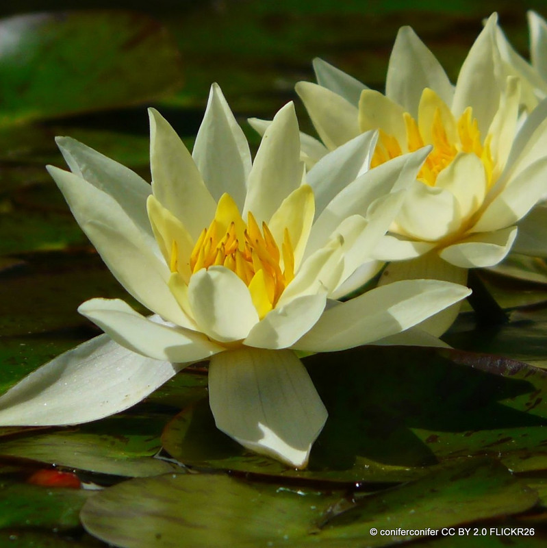 Nymphaea 'Pygmaea helvola' (Water Lily) 2ltr