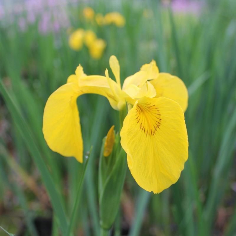 Iris pseudacorus (Yellow Flag) 3ltr