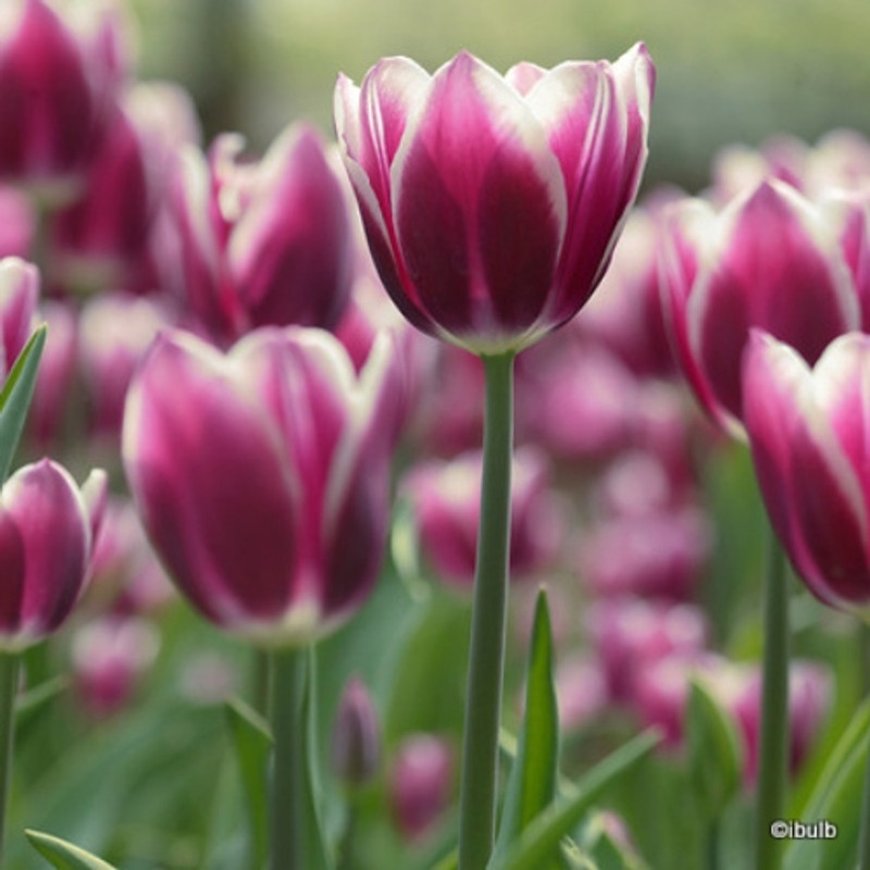 Tulip Atlantis