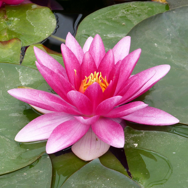 Nymphaea 'Charles de Meurville' (Water Lily) 3ltr