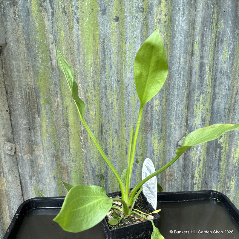 Alisma plantago aquaticum (Water Plantain) 1ltr