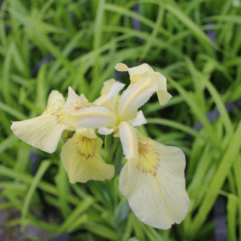 Iris pseudacorus 'Alba' 1ltr