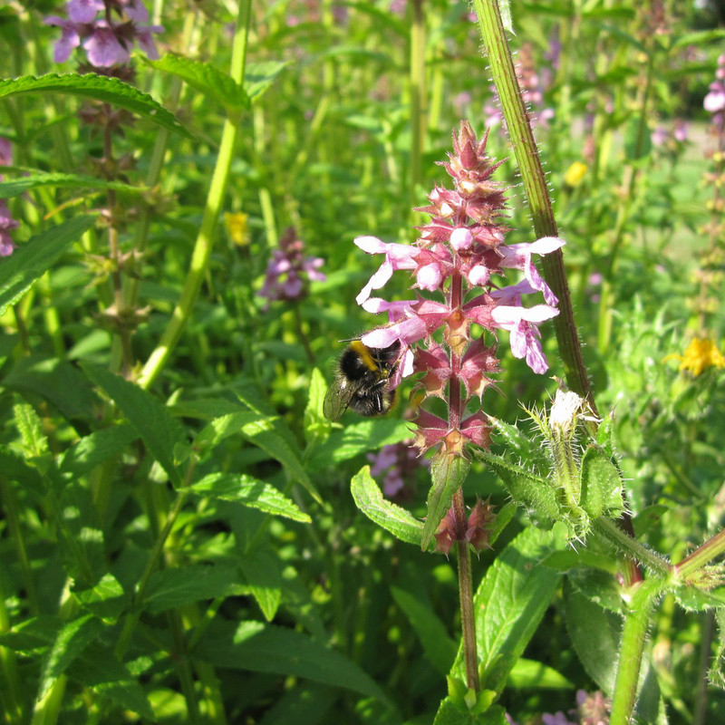 Stachys palustris (Marsh Woundwort) 1ltr