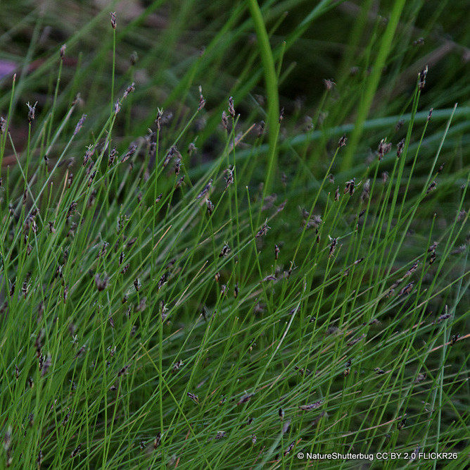 Eleocharis acicularis 9cm (Oxygenator)