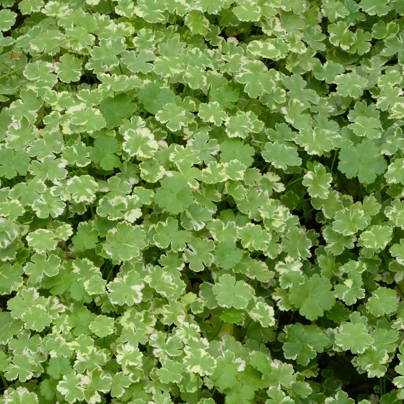 Hydrocotyle sibthorpioides variegata 9cm (Oxygenator)