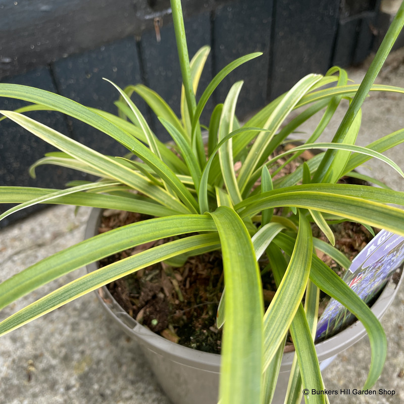 Agapanthus 'Neverland' 3L