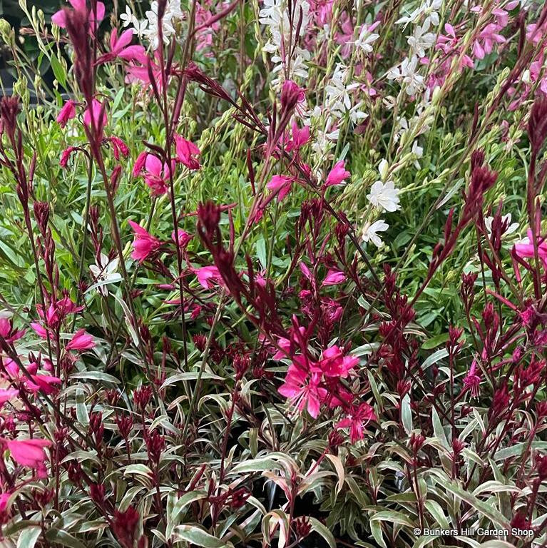 Coreopsis (mixed varieties) Bunkers Hill Plant Nursery