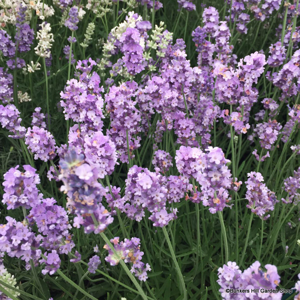 Lavender #39 Melissa Lilac #39 1 7L Bunkers Hill Plant Nursery
