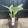 Hosta 'Empress Wu' 3L