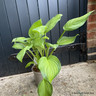 Hosta 'Guacamole' 3L