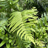 Matteuccia struthiopteris (Shuttlecock/Ostrich Fern)
