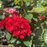 Rose 'Evelyn Fison' (Hybrid Tea) 7.5ltr