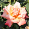 Remember Me - Hybrid Tea rose