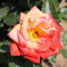 Remember Me - Hybrid Tea rose