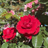 Rose 'Ruby Anniversary' (Patio Rose) 7.5ltr