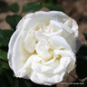 Rose 'Silver Anniversary' (Hybrid Tea) 7.5ltr