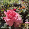 Rose 'You're Beautiful' (Floribunda) 7.5ltr
