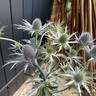 Eryngium 'Zabelii Violetta' 2L