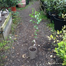 Alnus cordata (Italian Alder) 60-90cm 3ltr pot