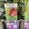 Melianthus major - 3ltr pot