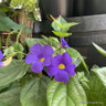 Thunbergia battiscombei (Blue Glory Vine) 1.5ft