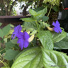 Thunbergia battiscombei (Blue Glory Vine) 1.5ft