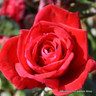 Rose 'Thinking of You' (Hybrid Tea) 7.5ltr